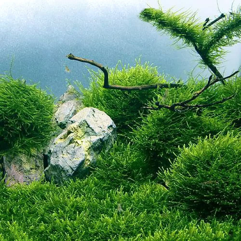 Amazon.co.jp: （水草）ウィローモス（水中葉）（無農薬）（1カップ
